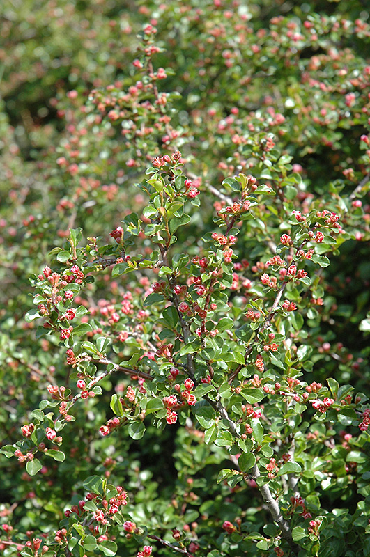 Cranberry Cotoneaster (Cotoneaster apiculatus) at Vandermeer Nursery