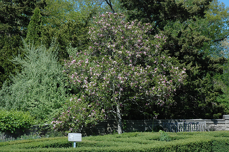 Ricki Magnolia (Magnolia 'Ricki') at Vandermeer Nursery