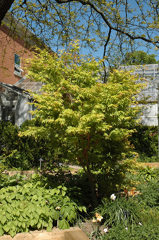 Coral Bark Japanese Maple (Acer palmatum 'Sango Kaku') at Vandermeer Nursery