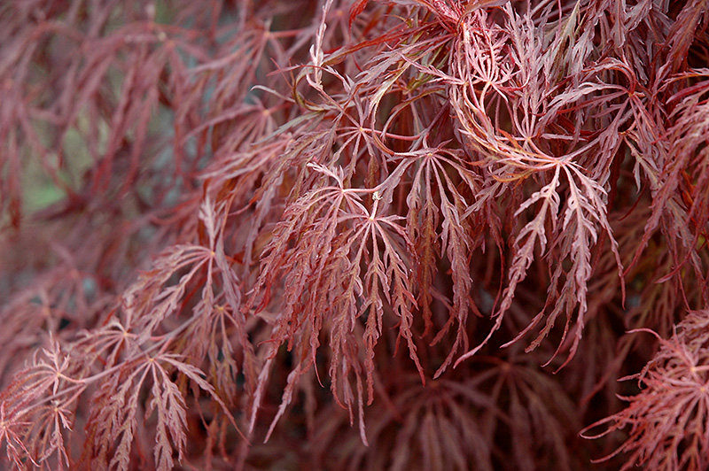 Crimson Queen Japanese Maple (Acer palmatum 'Crimson Queen') at Vandermeer Nursery