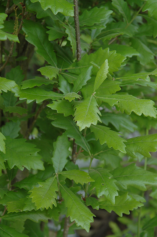 Regal Prince English Oak (Quercus 'Regal Prince') at Vandermeer Nursery