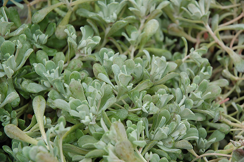 Cape Blanco Stonecrop (Sedum spathulifolium 'Cape Blanco') at Vandermeer Nursery