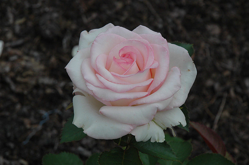 Moonstone Rose (Rosa 'Moonstone') at Vandermeer Nursery