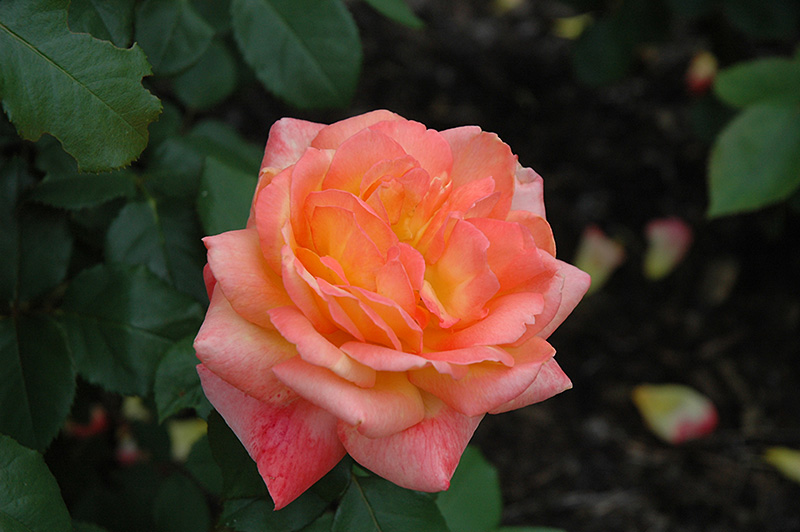 Glowing Peace Rose (Rosa 'Glowing Peace') at Vandermeer Nursery