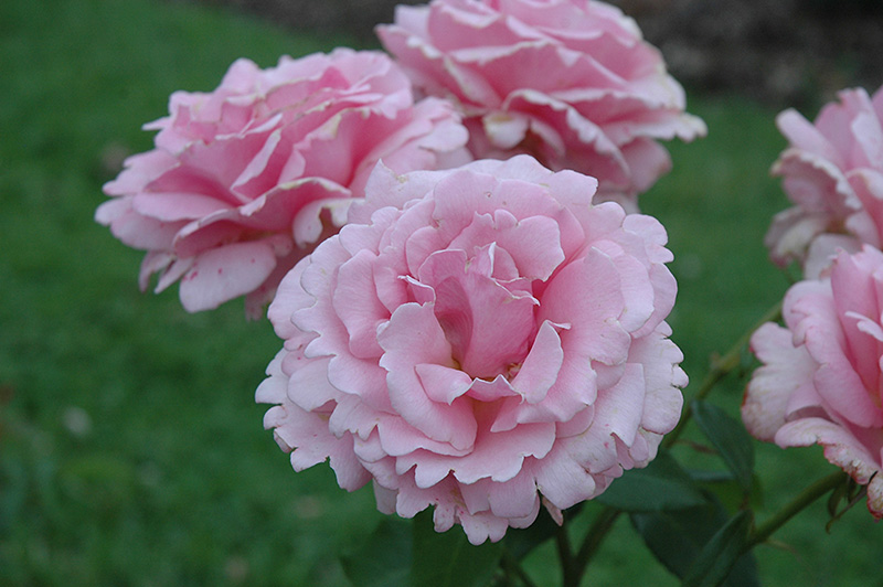 Memorial Day Rose (Rosa 'Memorial Day') at Vandermeer Nursery