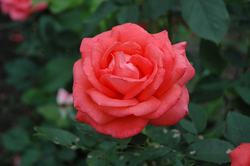 Tropicana Rose (Rosa 'Tropicana') at Vandermeer Nursery