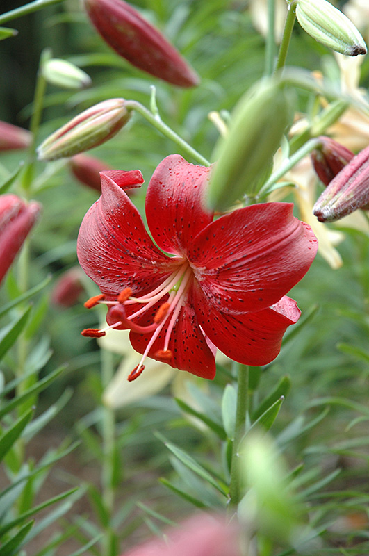 Hiawatha Lily (Lilium 'Hiawatha') at Vandermeer Nursery