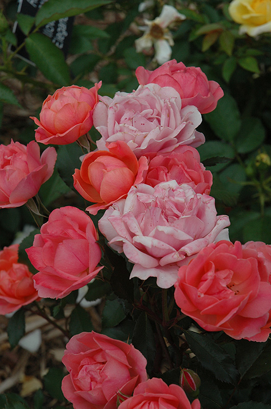 Carefree Celebration Rose (Rosa 'Carefree Celebration') at Vandermeer Nursery