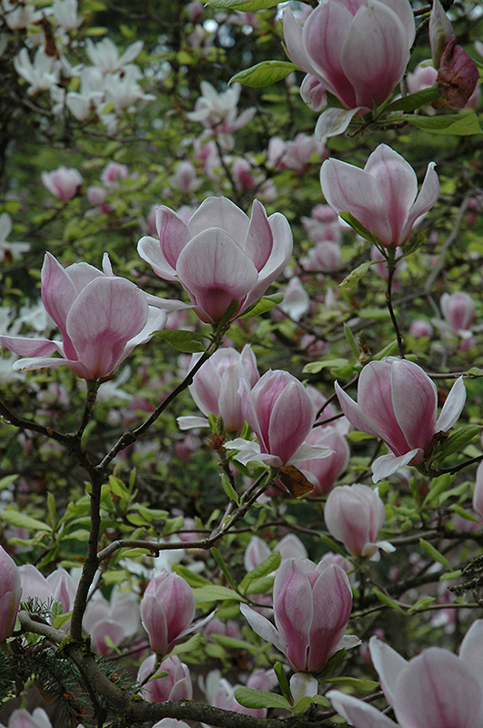 Saucer Magnolia (tree form) (Magnolia x soulangeana '(tree form)') at Vandermeer Nursery