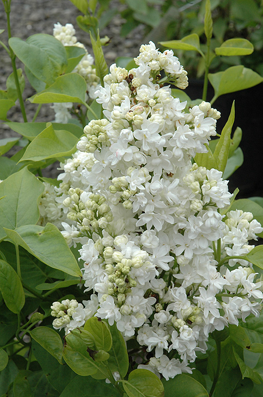Mme. Lemoine Lilac (Syringa vulgaris 'Mme. Lemoine') at Vandermeer Nursery