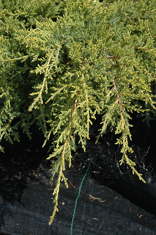 Gold Star Juniper (Juniperus chinensis 'Bakaurea') at Vandermeer Nursery