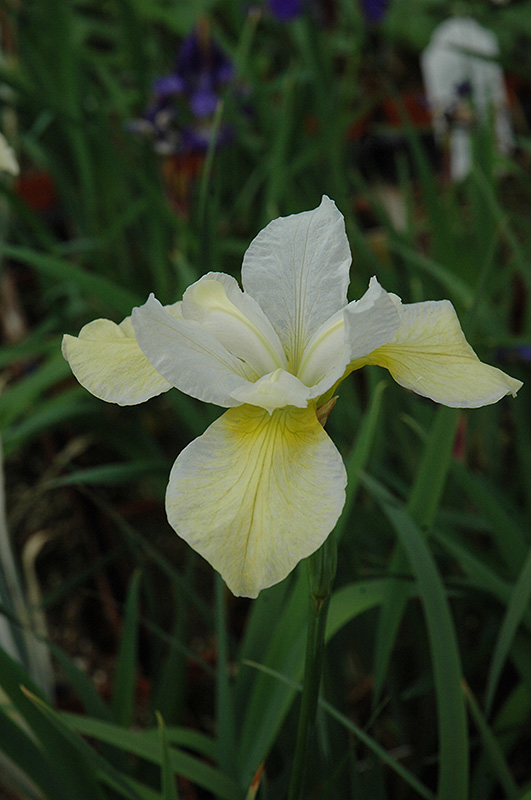 Butter And Sugar Siberian Iris (Iris sibirica 'Butter And Sugar') at Vandermeer Nursery