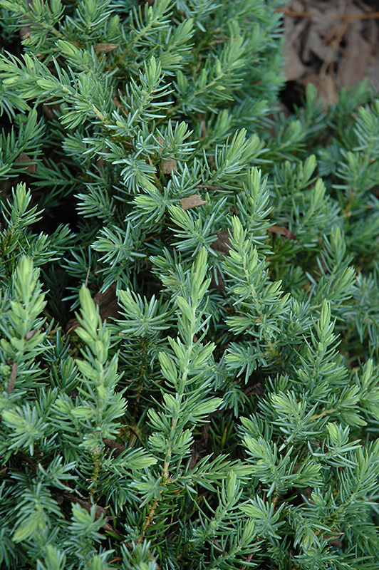 Blue Pacific Shore Juniper (Juniperus conferta 'Blue Pacific') at Vandermeer Nursery