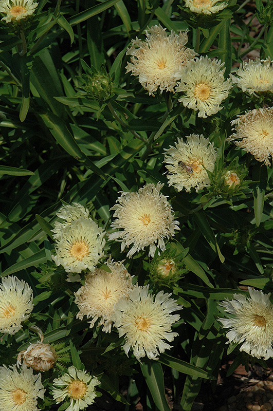 Mary Gregory Aster (Stokesia laevis 'Mary Gregory') at Vandermeer Nursery