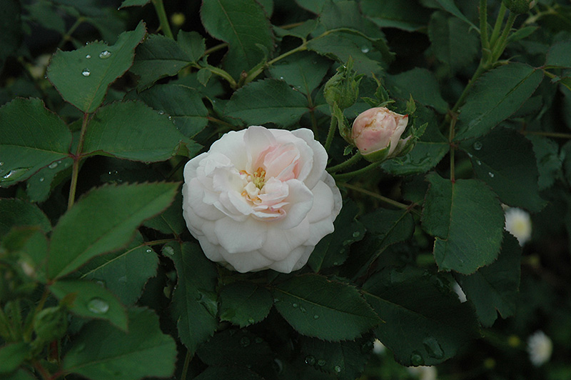 Cinderella Fairytale Rose (Rosa 'KORfobalt') at Vandermeer Nursery