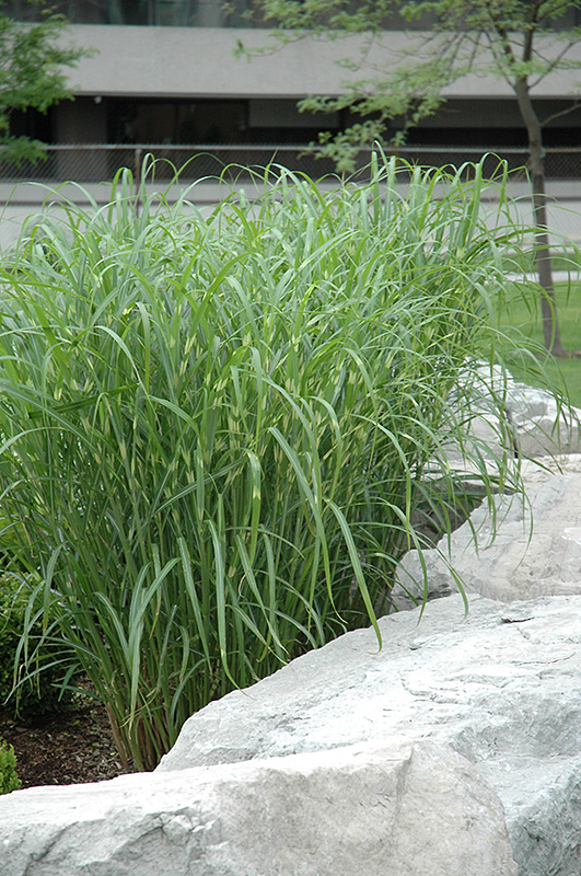 Zebra Grass (Miscanthus sinensis 'Zebrinus') at Vandermeer Nursery
