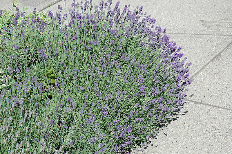 Munstead Lavender (Lavandula angustifolia 'Munstead') at Vandermeer Nursery