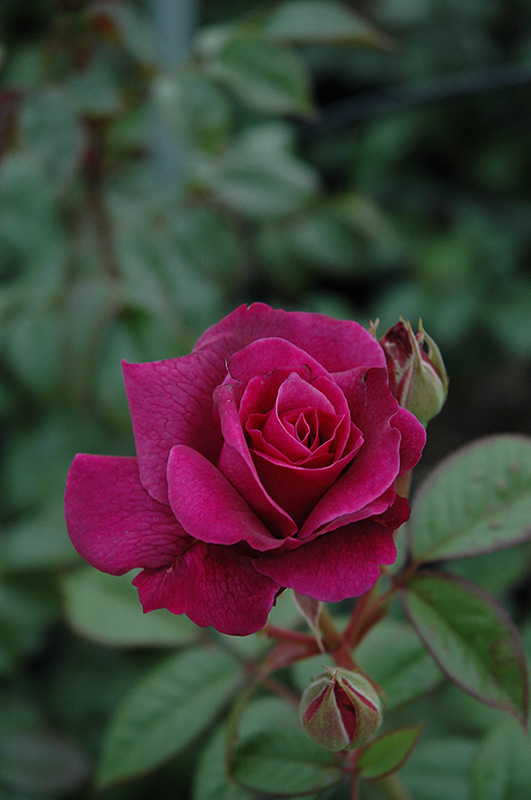 Intrigue Rose (Rosa 'Intrigue') at Vandermeer Nursery