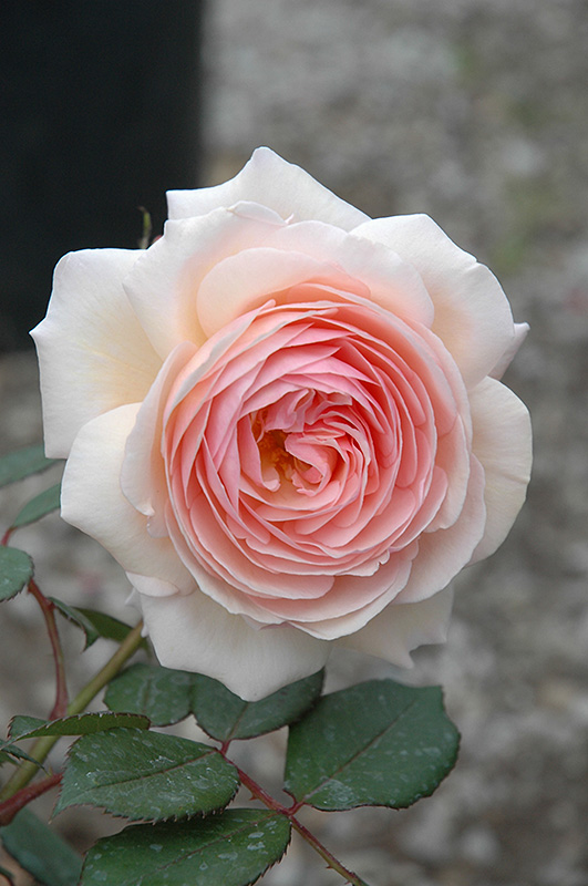 A Shropshire Lad Rose (Rosa 'A Shropshire Lad') at Vandermeer Nursery