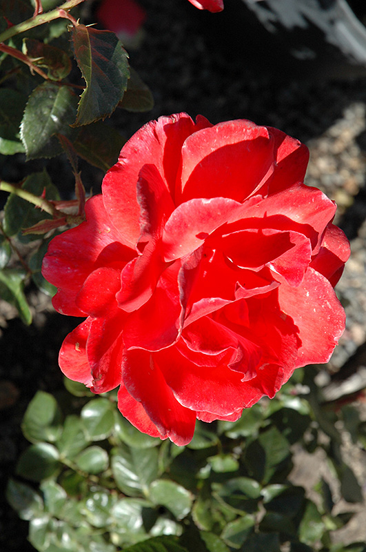 Lasting Peace Rose (Rosa 'Meihurge') at Vandermeer Nursery