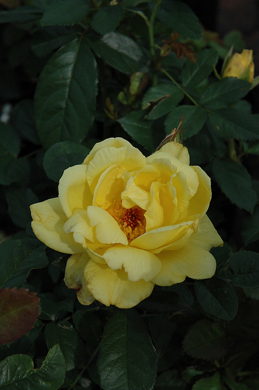 Lemon Meringue Rose (Rosa 'Lemon Meringue') at Vandermeer Nursery