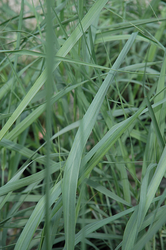 Dewey Blue Switch Grass (Panicum amarum 'Dewey Blue') at Vandermeer Nursery