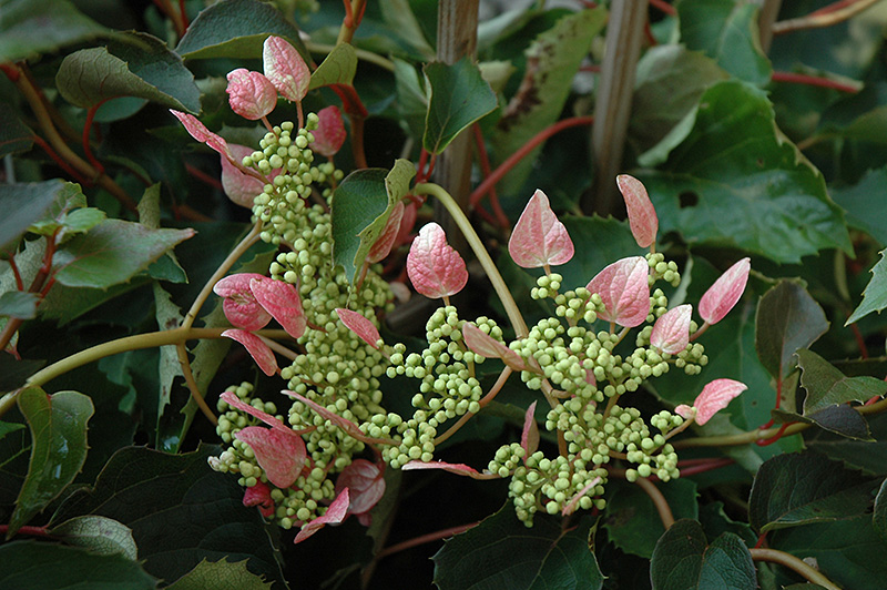 Rosea Hydrangea Vine (Schizophragma hydrangeoides 'Rosea') at Vandermeer Nursery