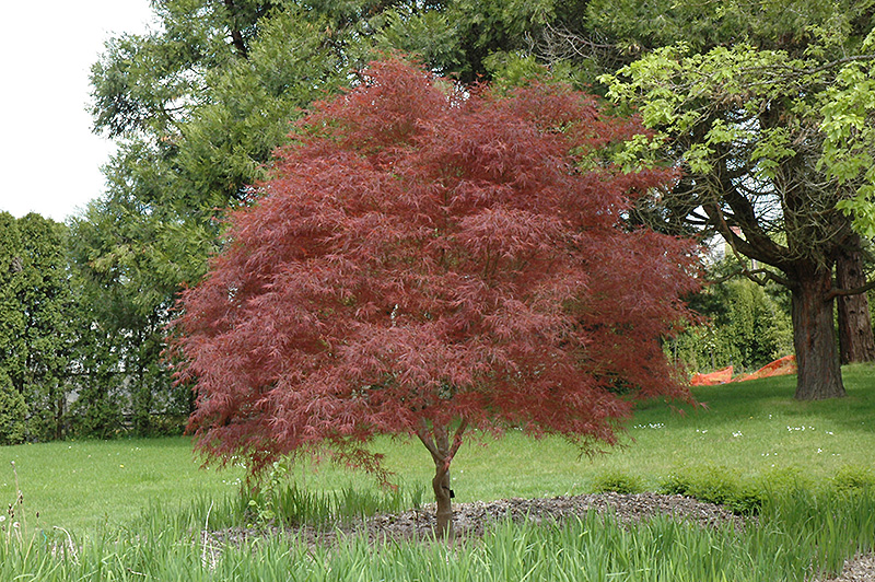 Dwarf Red Pygmy Japanese Maple (Acer palmatum 'Red Pygmy') at Vandermeer Nursery