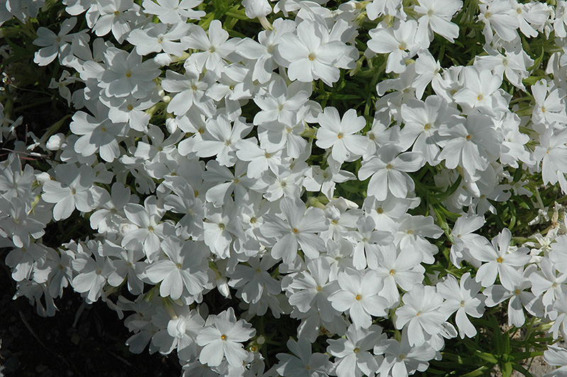 White Delight Moss Phlox (Phlox subulata 'White Delight') at Vandermeer Nursery