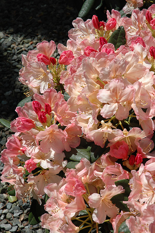 Percy Wiseman Rhododendron (Rhododendron 'Percy Wiseman') at Vandermeer Nursery