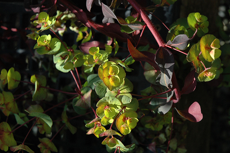 Ruby Glow Wood Spurge (Euphorbia amygdaloides 'Waleuphglo') at Vandermeer Nursery