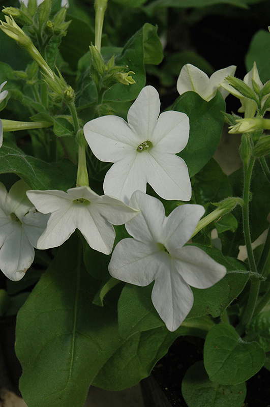 Saratoga White Flowering Tobacco (Nicotiana 'Saratoga White') at Vandermeer Nursery