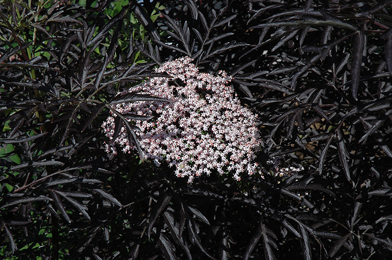 Black Lace Elder (Sambucus nigra 'Eva') at Vandermeer Nursery