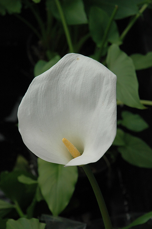 Calla Lily (Zantedeschia aethiopica) at Vandermeer Nursery