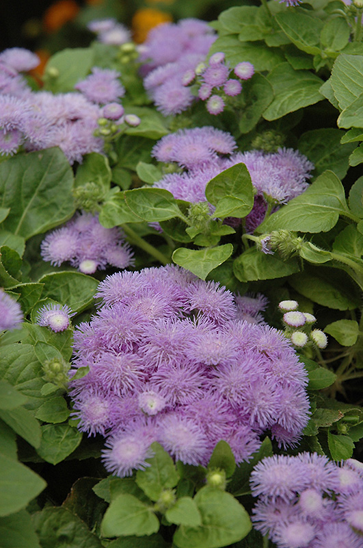Hawaii Blue Flossflower (Ageratum 'Hawaii Blue') at Vandermeer Nursery