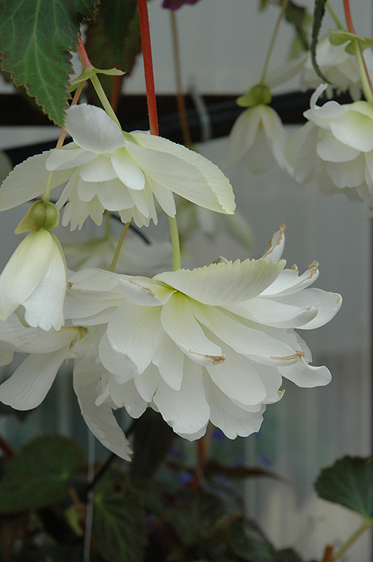 Illumination White Begonia (Begonia 'Illumination White') at Vandermeer Nursery