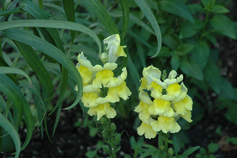 Liberty Classic Yellow Snapdragon (Antirrhinum majus 'Liberty Classic Yellow') at Vandermeer Nursery