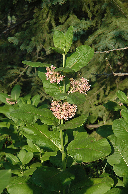 Common Milkweed (Asclepias syriaca) at Vandermeer Nursery