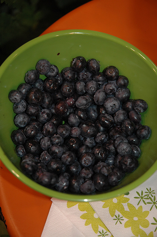Peach Sorbet Blueberry (Vaccinium 'ZF06-043') at Vandermeer Nursery