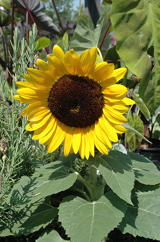Miss Sunshine Annual Sunflower (Helianthus annuus 'Miss Sunshine') at Vandermeer Nursery