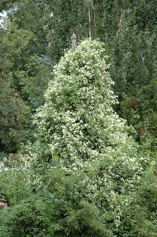 Sweet Autumn Clematis (Clematis terniflora) at Vandermeer Nursery