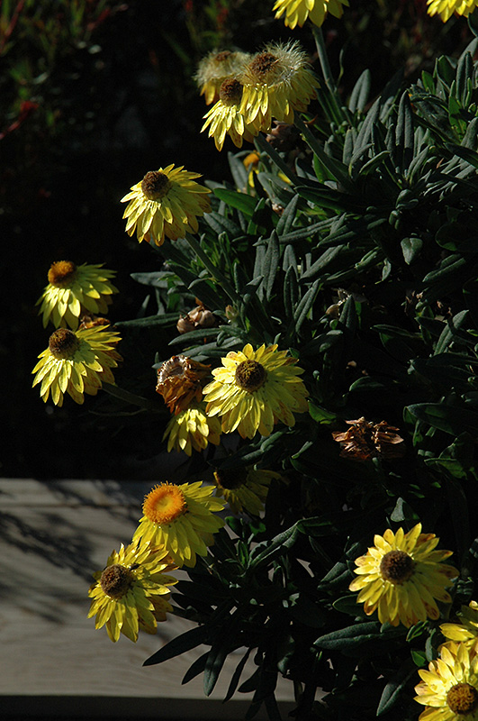 Mohave Yellow Strawflower (Bracteantha bracteata 'KLEBB08392') at Vandermeer Nursery