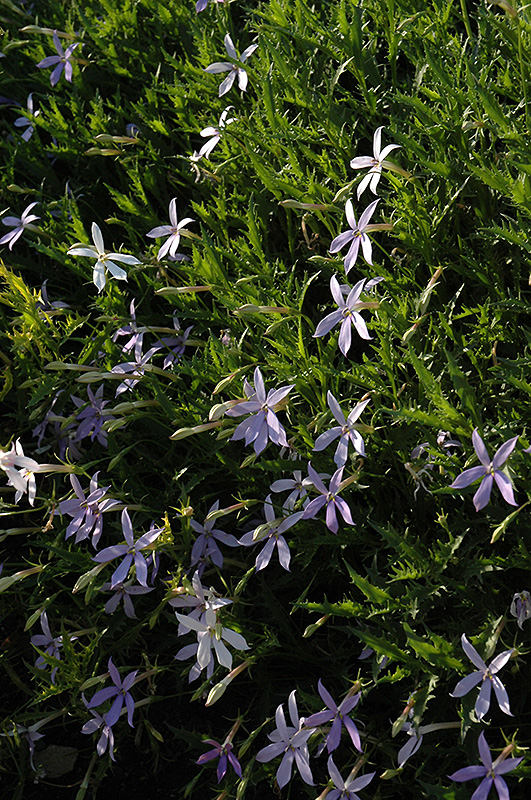 Starshine Blue Laurentia (Isotoma axillaris 'Starshine Blue') at Vandermeer Nursery