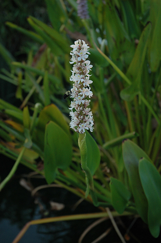 White Pickerelweed (Pontederia cordata 'Alba') at Vandermeer Nursery