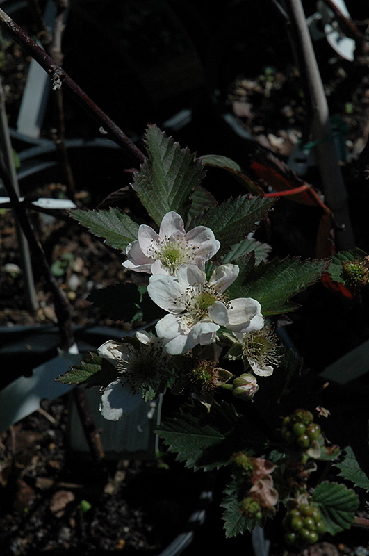 Navaho Thornless Blackberry (Rubus 'Navaho') at Vandermeer Nursery