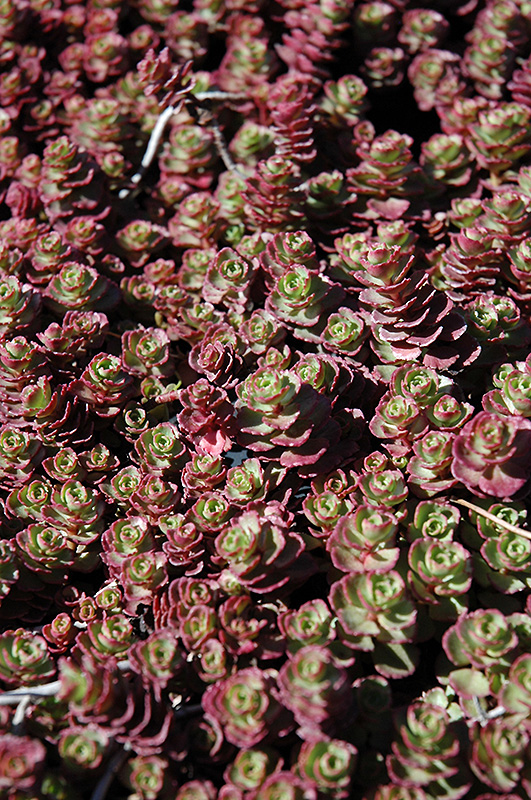 Red Carpet Stonecrop (Sedum spurium 'Red Carpet') at Vandermeer Nursery