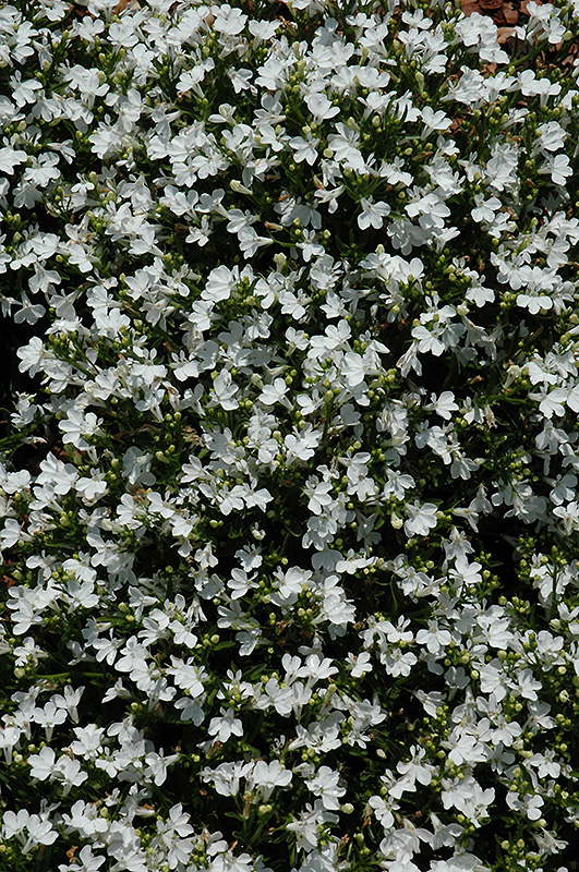 Magadi Compact White Lobelia (Lobelia erinus 'Magadi Compact White') at Vandermeer Nursery