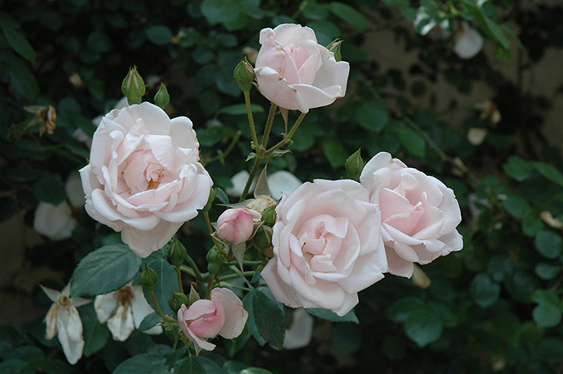 New Dawn Rose (Rosa 'New Dawn') at Vandermeer Nursery