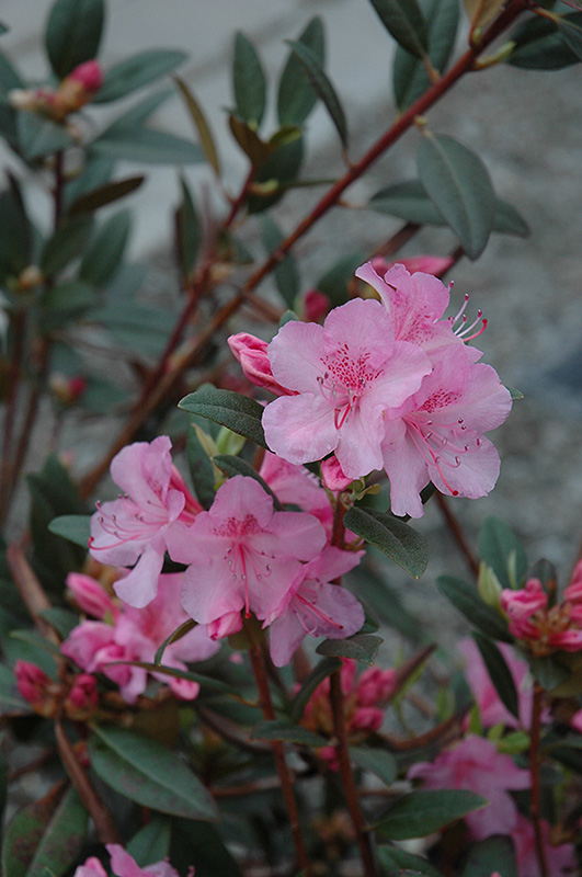 Aglo Rhododendron (Rhododendron 'Aglo') at Vandermeer Nursery
