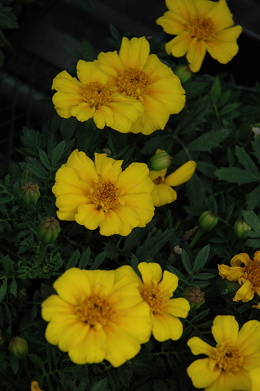 Disco Yellow Marigold (Tagetes patula 'Disco Yellow') at Vandermeer Nursery